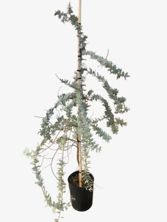 Acacia Bayleyana Rubra