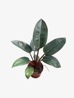 Philodendro Congo - comprar online