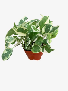 Pothus Joy en internet