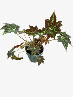 Begonia Cleopatra en internet