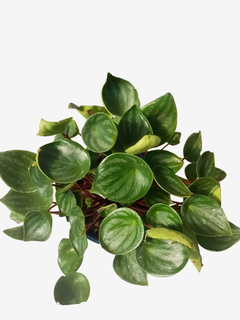 Peperomia Sandia - comprar online