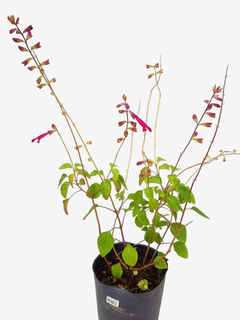Salvia Wendy´s Wish - comprar online