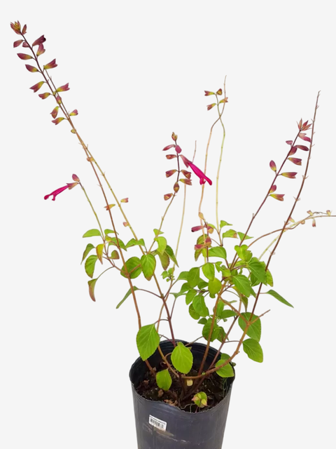 Salvia Wendy´s Wish - comprar online