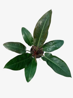 Philodendro Imperial Red - comprar online