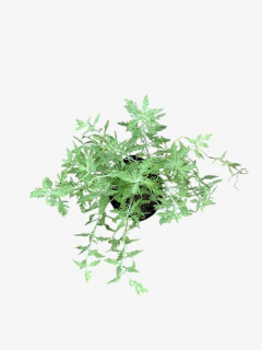 Salvia Rusa en internet