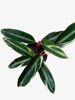 Calathea Stromante Sanguinea en internet