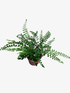 Helecho Pellaea Rotundifolia en internet