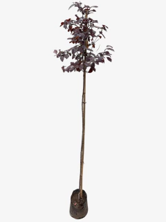 Prunus Rojo - tienda online