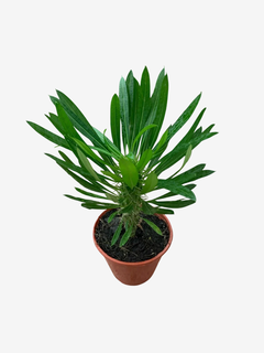 Pachypodium Bispinosum - comprar online