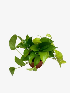 Pothus Limon - comprar online