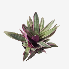 Citara - comprar online