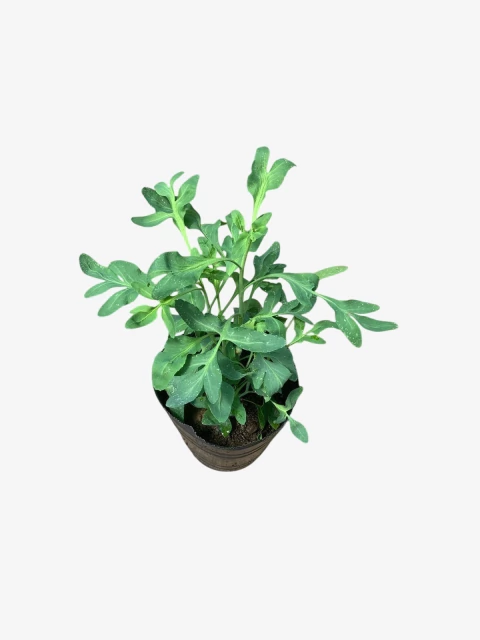 Ruda - comprar online