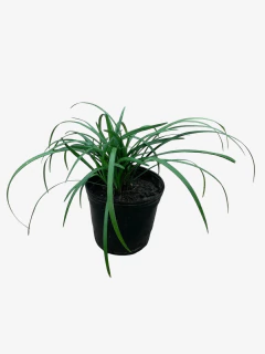 Liriope Muscari - VallsGarden