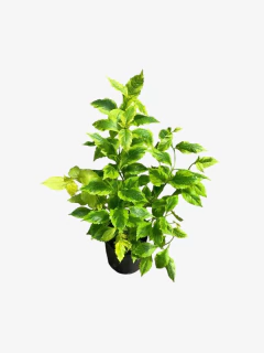 Duranta erecta aurea - VallsGarden