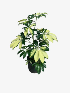 Aralia Ivonet - tienda online