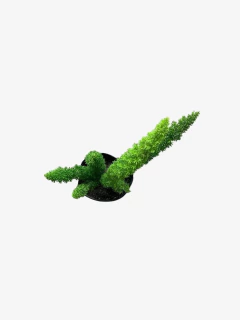 Imagen de Asparagus Myersii