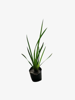 Sisyrinchium Glauca - tienda online