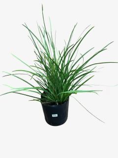 Dietes Bicolor en internet