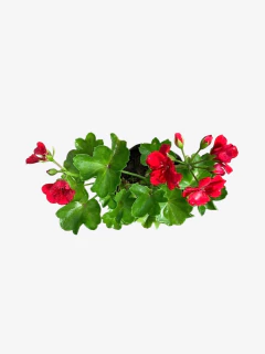 Malvon Enano - comprar online