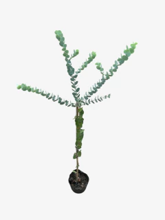 Eucalipto medicinal - comprar online