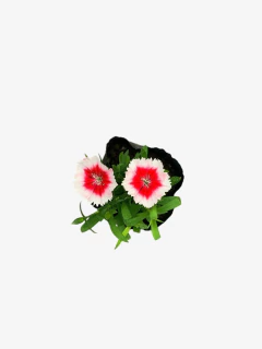 Clavelina - VallsGarden