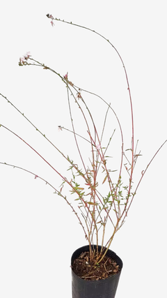 Gaura en internet