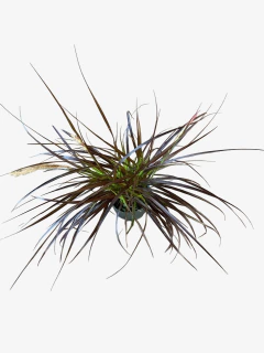 Pennisetum Setaceum Rubrum - comprar online