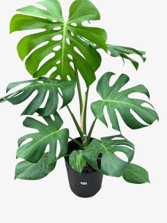 Monstera en internet