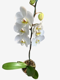 Orquideas Phalaenopsis A en internet