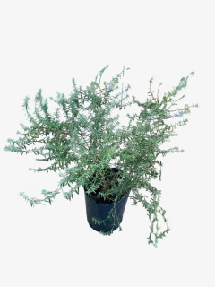 Westringia Fructicosa - VallsGarden