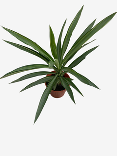 Yucca Variegada - comprar online