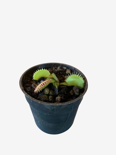 Carnivora venus - VallsGarden