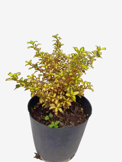 Coprosma Surprise - comprar online