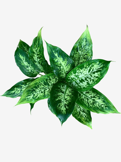 Diefenbachia Mariana - comprar online