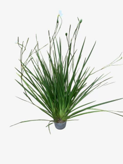 Diete Grandiflora Alto en internet