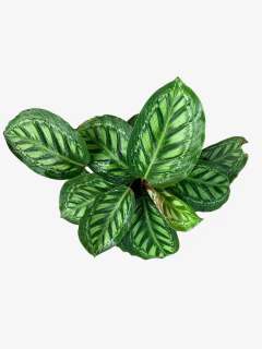 Calathea Moonlight