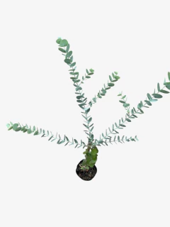 Eucalipto medicinal en internet