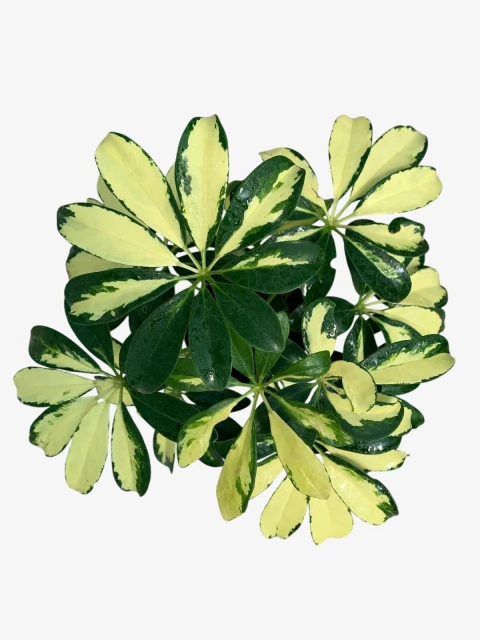 Aralia Ivonet - comprar online