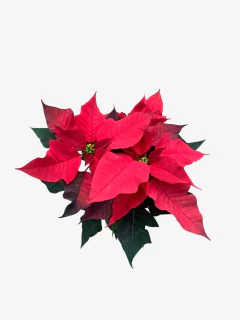 Imagen de Euphorbia Estrella Federal