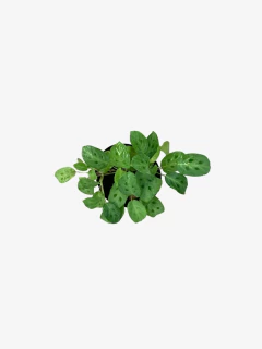 Calathea Maranta Kerchoviana - tienda online