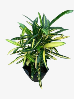 Croton Fideo en internet