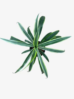 Dracena Warneky Matizado - comprar online