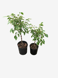 Ficus Benjamina Trenzado Topiario Diciplinado - tienda online