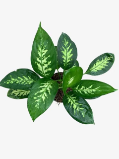 Diefenbachia Alex