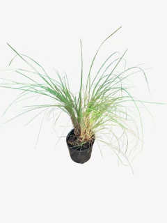 Eragrostis curvula - VallsGarden