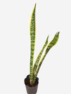 Sansevieria Variegada en internet