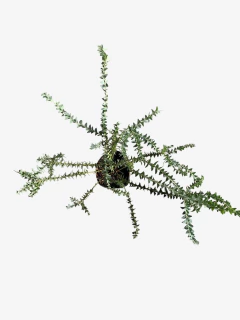 Acacia Cultriformis - comprar online