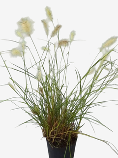 Pennisetum Villosum - comprar online