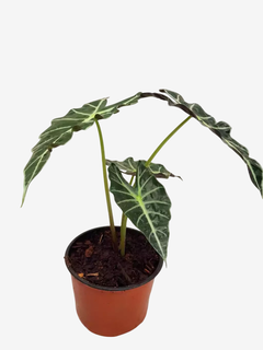 Alocasia Amazónica en internet