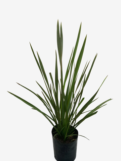 Phormium Tenax Viridis (formio) - tienda online